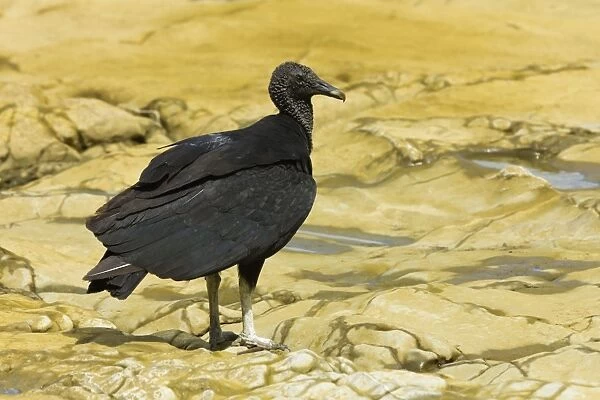 South American black vulture, a common scavenger, at a river mouth; Nosara, Nicoya Peninsula, Guanacaste Province, Costa Rica, Central America