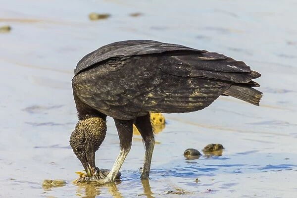 South American black vulture (Coragyps brasiliensis) eating dead fish on a popular beach