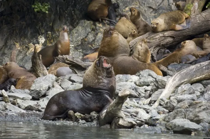 Framed Print : South American sea lion (Otaria flavescens), Garibaldi Fjord, Darwin National Park