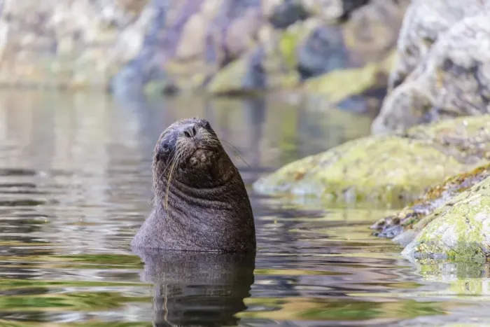 Framed Print : South American sea lion (Otaria flavescens) bull, Seno Agostini Fjord, Strait of Magellan, Patagonia, Chile, South America Framed Print : South American sea lion (Otaria flavescens) bull, Seno Agostini Fjord, Strait of Magellan, Patagonia, Chile, South America