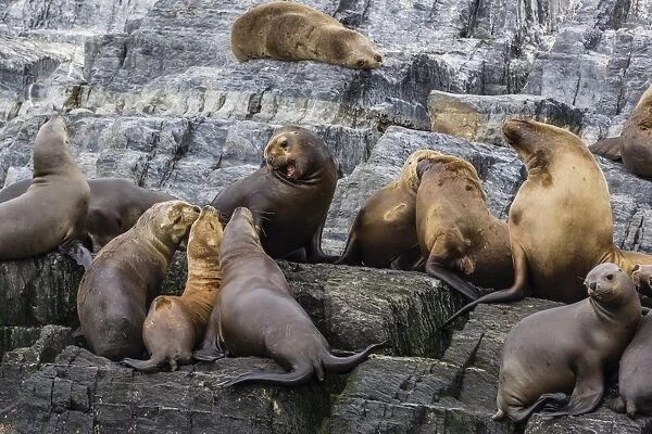 South American sea lions (Otaria flavescens) in breeding colony hauled out on small islets just outside Ushuaia, Beagle Channel, Argentina, South America