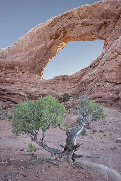 South Window with a juniper