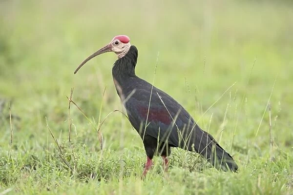 Southern bald ibis (Geronticus calvus)