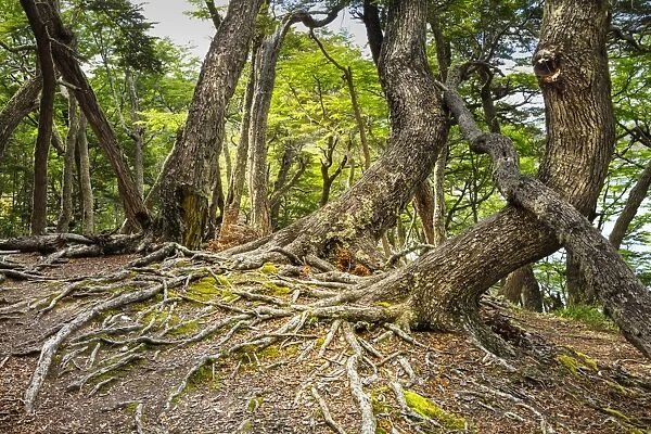 Southern beeches (Nothofagus) in Andean-Patagonian (Subantarctic forest) in Tierra