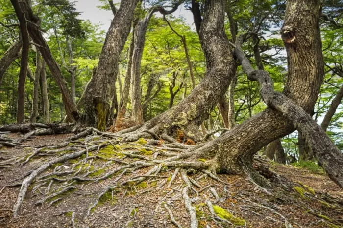 Framed Print : Southern beeches (Nothofagus) in Andean-Patagonian (Subantarctic forest) in Tierra Framed Print : Southern beeches (Nothofagus) in Andean-Patagonian (Subantarctic forest) in Tierra