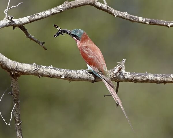 Southern carmine bee-eater (carmine bee-eater) (Merops nubicoides) with an insect