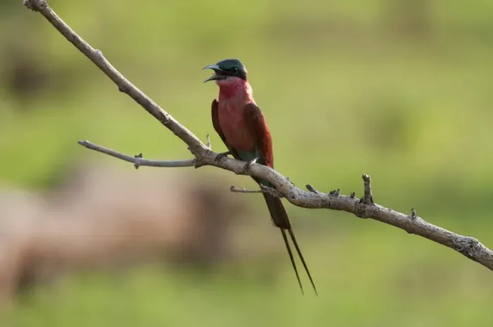 Framed Print : Southern carmine bee-eater (Merops nubicoides), Chobe National Park, Botswana, Africa Framed Print : Southern carmine bee-eater (Merops nubicoides), Chobe National Park, Botswana, Africa