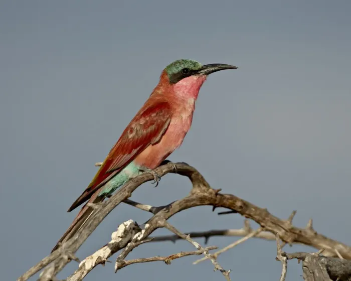 Framed Print : Southern carmine bee-eater (Merops nubicoides), Kruger National Park, South Africa Framed Print : Southern carmine bee-eater (Merops nubicoides), Kruger National Park, South Africa