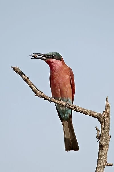 (Southern) carmine bee-eater (Merops nubicoides) with an insect, Kruger National Park