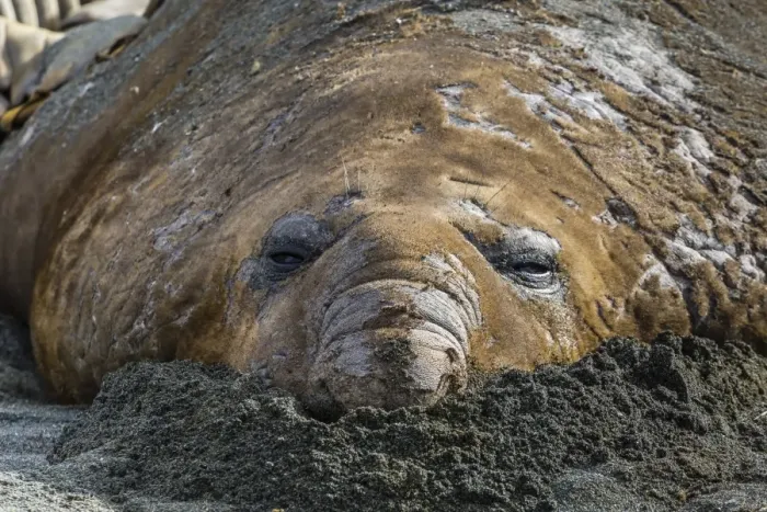 Framed Print : Southern elephant seal bull (Mirounga leonina) molting in Gold Harbor, South Georgia, UK Overseas Protectorate, Polar Regions Framed Print : Southern elephant seal bull (Mirounga leonina) molting in Gold Harbor, South Georgia, UK Overseas Protectorate, Polar Regions