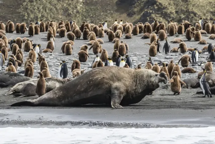 Framed Print : Southern elephant seal bulls (Mirounga leonina) charging on the beach in Gold Harbor Framed Print : Southern elephant seal bulls (Mirounga leonina) charging on the beach in Gold Harbor