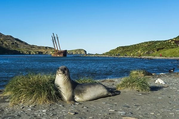 The southern elephant seal (Mirounga leonina) in front of an old whaling boat, Ocean Harbour