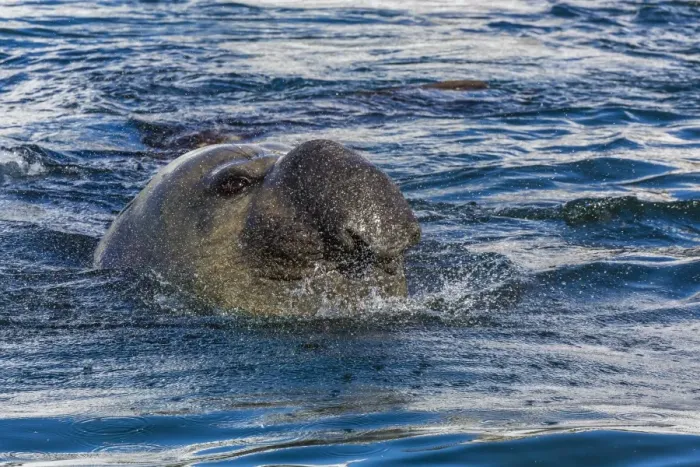 Framed Print : Southern elephant seal (Mirounga leonina) bull, Gold Harbour, South Georgia, South Atlantic Ocean, Polar Regions Framed Print : Southern elephant seal (Mirounga leonina) bull, Gold Harbour, South Georgia, South Atlantic Ocean, Polar Regions