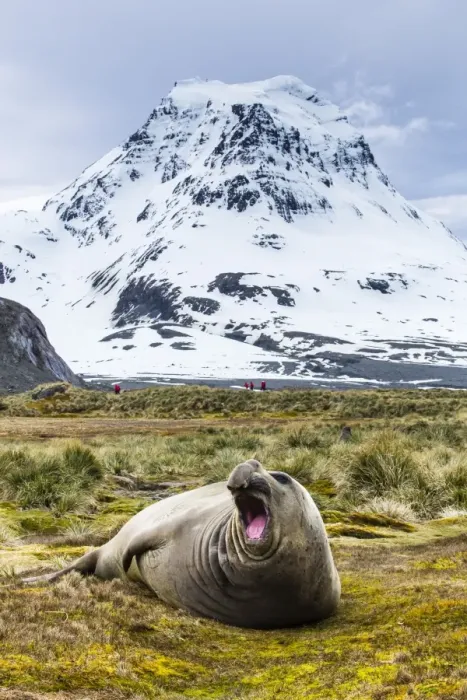 Framed Print : Southern elephant seal (Mirounga leonina) bull, Peggotty Bluff, South Georgia, South Atlantic Ocean, Polar Regions Framed Print : Southern elephant seal (Mirounga leonina) bull, Peggotty Bluff, South Georgia, South Atlantic Ocean, Polar Regions
