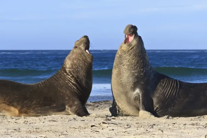Framed Print : Two southern elephant seal (Mirounga leonina) bulls rear up to establish dominance, Sea Lion Island, Falkland Islands, South America Framed Print : Two southern elephant seal (Mirounga leonina) bulls rear up to establish dominance, Sea Lion Island, Falkland Islands, South America