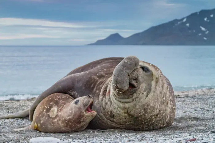 Framed Print : Southern elephant seal (Mirounga leonina) mating behavior on South Georgia Island, Southern Ocean Framed Print : Southern elephant seal (Mirounga leonina) mating behavior on South Georgia Island, Southern Ocean