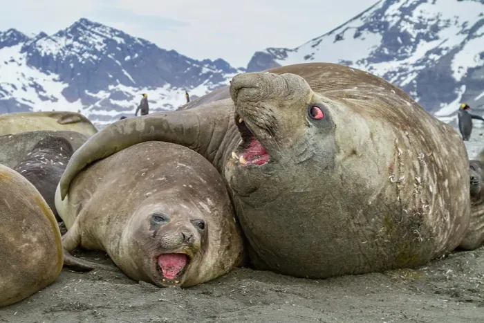 Framed Print : Southern elephant seal (Mirounga leonina) mating behavior on South Georgia Island, Southern Ocean Framed Print : Southern elephant seal (Mirounga leonina) mating behavior on South Georgia Island, Southern Ocean