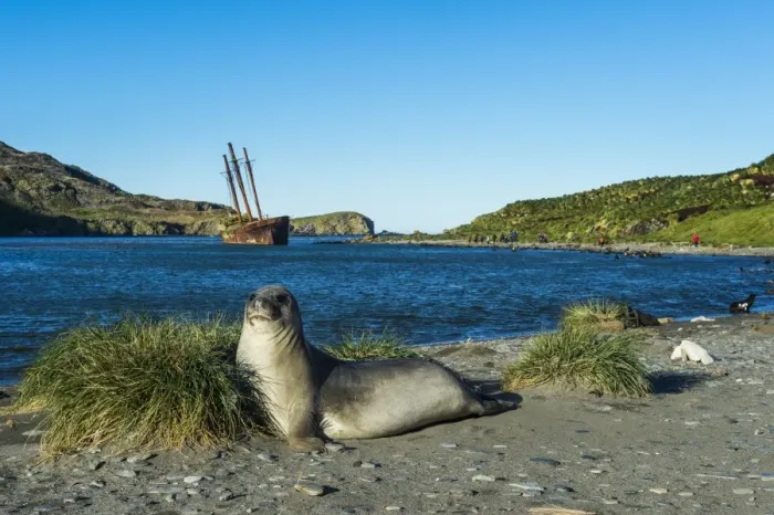 Framed Print : The southern elephant seal (Mirounga leonina) in front of an old whaling boat, Ocean Harbour Framed Print : The southern elephant seal (Mirounga leonina) in front of an old whaling boat, Ocean Harbour