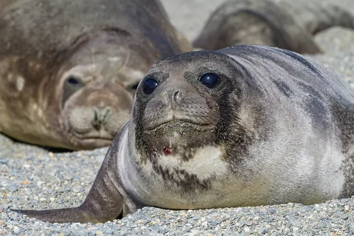 Framed Print : Southern elephant seal (Mirounga leonina) pup, called weaners once their mothers stop nursing, South Georgia Island, Southern Ocean