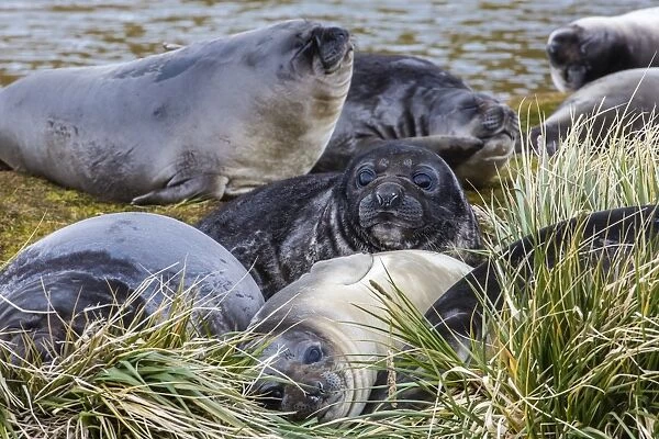 Southern elephant seal (Mirounga leonina) pups, Peggotty Bluff, South Georgia, South Atlantic Ocean, Polar Regions