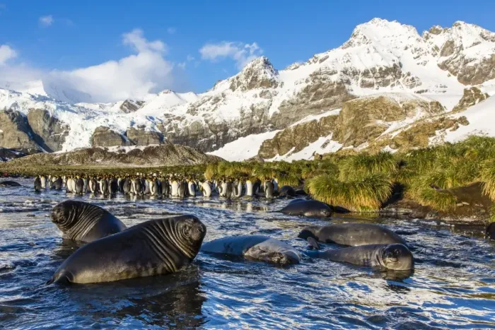 Framed Print : Southern elephant seal (Mirounga leonina) pups, Gold Harbour, South Georgia, South Atlantic Ocean, Polar Regions Framed Print : Southern elephant seal (Mirounga leonina) pups, Gold Harbour, South Georgia, South Atlantic Ocean, Polar Regions