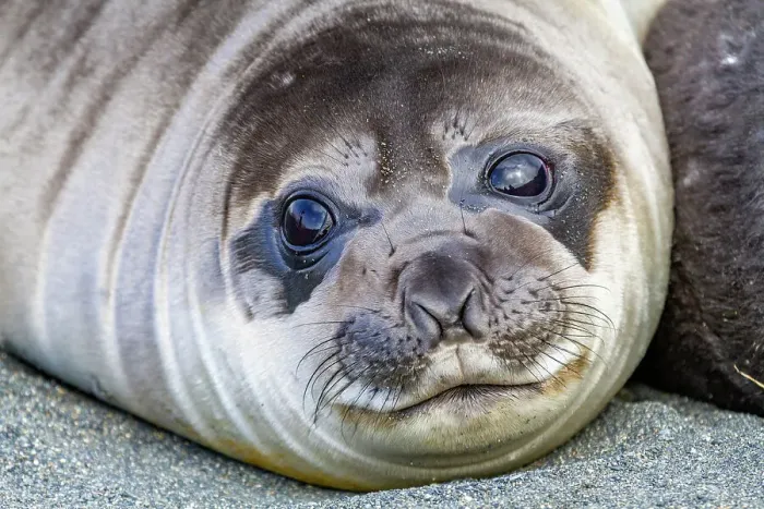 Framed Print : Southern elephant seal (Mirounga leonina) weaner pup head detail on the beach at Gold Harbour on South Georgia, Polar Regions Framed Print : Southern elephant seal (Mirounga leonina) weaner pup head detail on the beach at Gold Harbour on South Georgia, Polar Regions