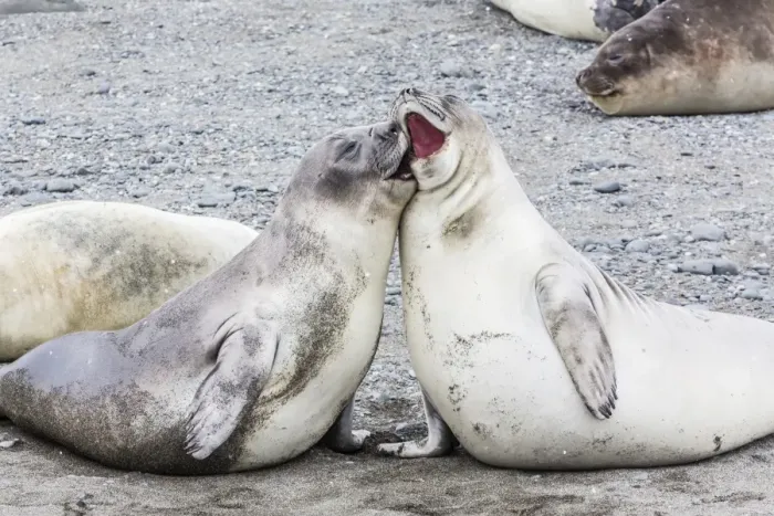 Framed Print : Southern elephant seal (Mirounga leonina) weaner pups, Snow Island, Antarctica, Polar Regions Framed Print : Southern elephant seal (Mirounga leonina) weaner pups, Snow Island, Antarctica, Polar Regions