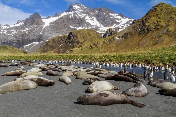 Framed Print : Southern elephant seal (Mirounga leonina) weaner pups sleeping on the beach at Gold Harbour on South Georgia, Polar Regions