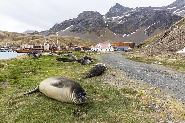 Southern elephant seal pups (Mirounga leonina) after weaning in Grytviken Harbor