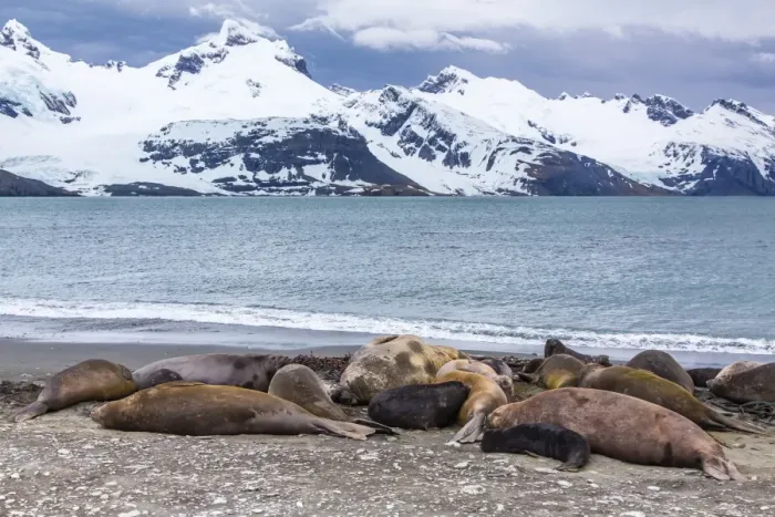 Framed Print : Southern elephant seals (Mirounga leonina), Peggotty Bluff, South Georgia, South Atlantic Ocean, Polar Regions Framed Print : Southern elephant seals (Mirounga leonina), Peggotty Bluff, South Georgia, South Atlantic Ocean, Polar Regions