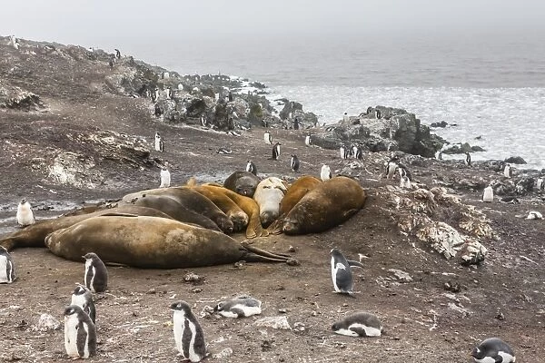 Southern elephant seals (Mirounga leonina), annual catastrophic molt, Hannah Point, Livingston Island, South Shetland Islands, Antarctica, Polar Regions