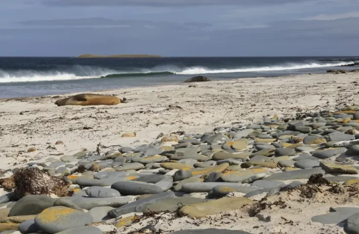 Framed Print : Southern elephant seals (Mirounga leonina) on beach with breaking wave, Sea Lion Island, Falkland Islands, South America Framed Print : Southern elephant seals (Mirounga leonina) on beach with breaking wave, Sea Lion Island, Falkland Islands, South America