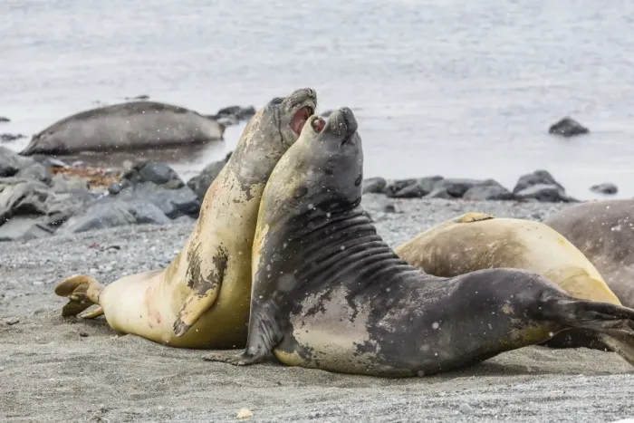 Framed Print : Southern elephant seals (Mirounga leonina) hauled out for their annual catastrophic moult, Snow Island, Antarctica, Polar Regions Framed Print : Southern elephant seals (Mirounga leonina) hauled out for their annual catastrophic moult, Snow Island, Antarctica, Polar Regions