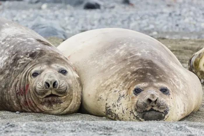 Framed Print : Southern elephant seals (Mirounga leonina) hauled out for their annual catastrophic moult, Snow Island, Antarctica, Polar Regions Framed Print : Southern elephant seals (Mirounga leonina) hauled out for their annual catastrophic moult, Snow Island, Antarctica, Polar Regions