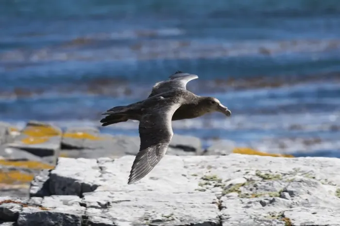 Framed Print : A southern giant petrel (Macronectes giganteus) in flight, Falkland Islands, South Framed Print : A southern giant petrel (Macronectes giganteus) in flight, Falkland Islands, South