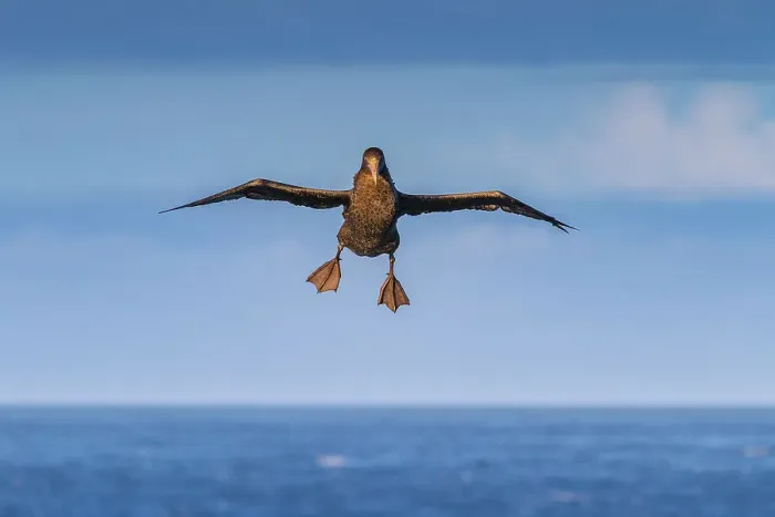 Framed Print : Southern giant petrel (Macronectes giganteus) in flight near Tristan da Cunha, South Atlantic Ocean Framed Print : Southern giant petrel (Macronectes giganteus) in flight near Tristan da Cunha, South Atlantic Ocean
