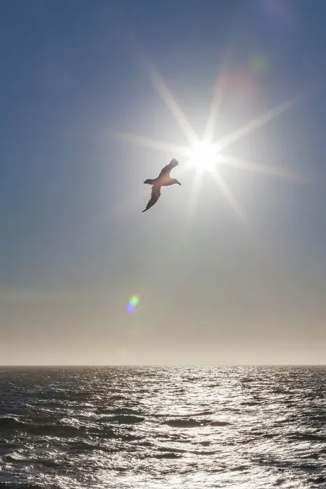 Framed Print : Southern giant petrel (Macronectes giganteus) in flight against the sun near South Georgia, Southern Ocean, Polar Regions Framed Print : Southern giant petrel (Macronectes giganteus) in flight against the sun near South Georgia, Southern Ocean, Polar Regions