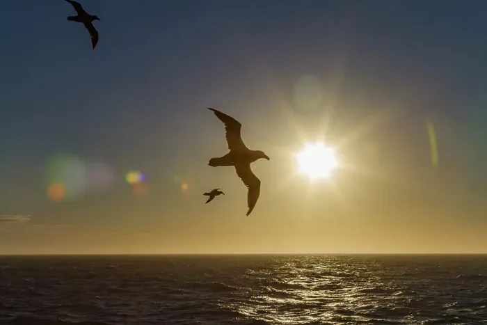 Framed Print : Southern giant petrel (Macronectes giganteus) in flight against the sun near South Georgia, Southern Ocean, Polar Regions Framed Print : Southern giant petrel (Macronectes giganteus) in flight against the sun near South Georgia, Southern Ocean, Polar Regions