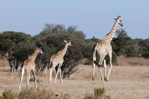 Southern giraffe (Giraffa camelopardalis), Mashatu Game Reserve, Botswana, Africa