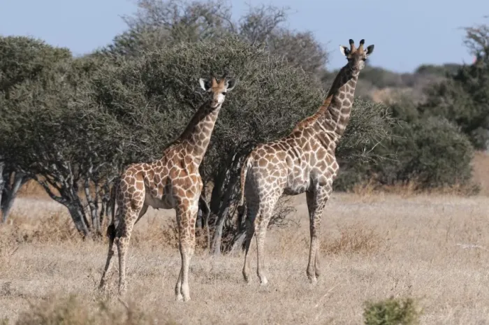 Framed Print : Southern giraffe (Giraffa camelopardalis), Mashatu Game Reserve, Botswana, Africa Framed Print : Southern giraffe (Giraffa camelopardalis), Mashatu Game Reserve, Botswana, Africa