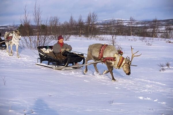 Southern Lapp with reindeer sledge