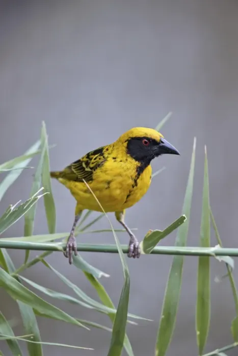 Framed Print : Southern masked weaver (Ploceus velatus), male, Kruger National Park, South Africa Framed Print : Southern masked weaver (Ploceus velatus), male, Kruger National Park, South Africa