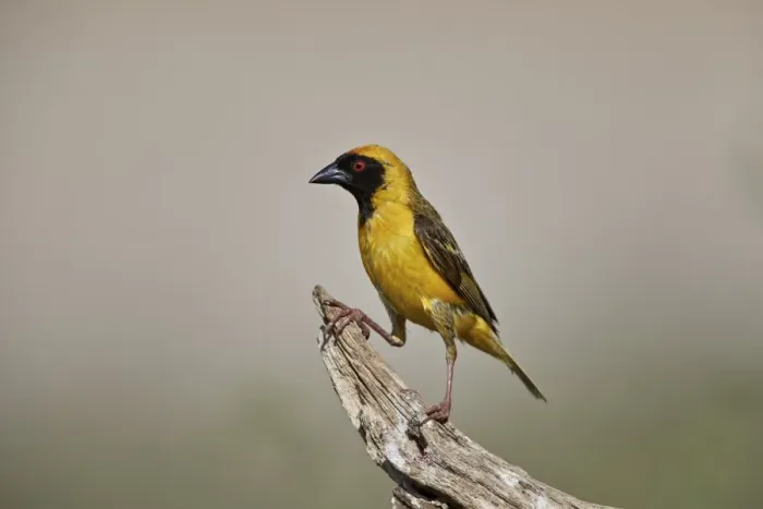 Framed Print : Southern masked weaver (Ploceus velatus), male, Kgalagadi Transfrontier Park, South Africa Framed Print : Southern masked weaver (Ploceus velatus), male, Kgalagadi Transfrontier Park, South Africa