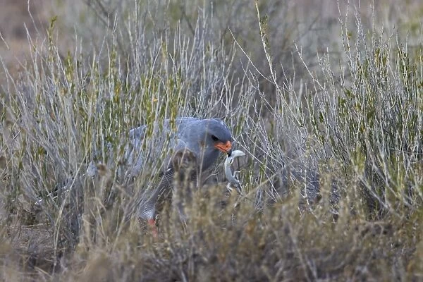 Southern pale chanting goshawk (Melierax canorus) with a skink, Kgalagadi Transfrontier