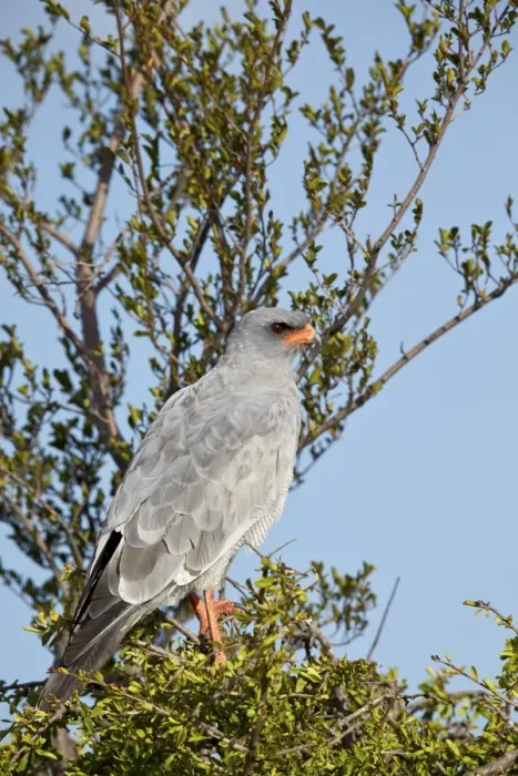 Framed Print : Southern pale chanting goshawk (Melierax canorus), Mountain Zebra National Park, South Africa Framed Print : Southern pale chanting goshawk (Melierax canorus), Mountain Zebra National Park, South Africa