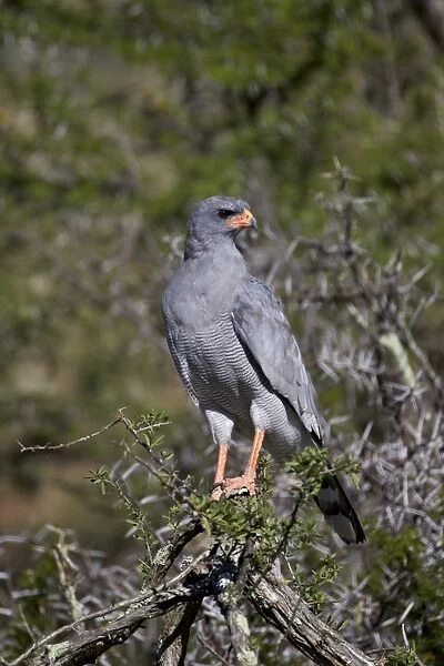 Southern pale chanting goshawk (Melierax canorus), Mountain Zebra National Park, South Africa, Africa