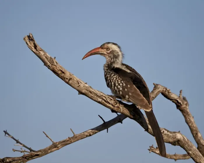 Framed Print : Southern red-billed hornbill (Tockus rufirostris), Kruger National Park, South Africa Framed Print : Southern red-billed hornbill (Tockus rufirostris), Kruger National Park, South Africa