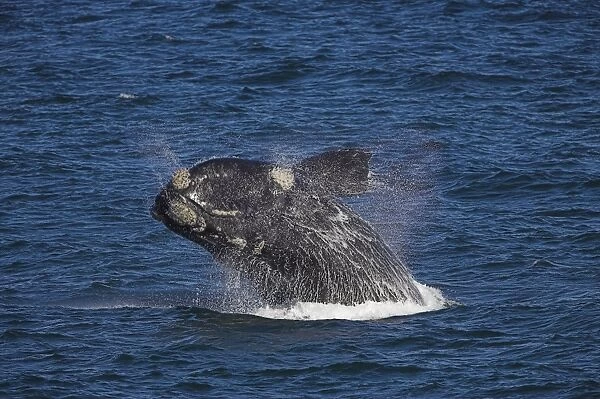 Southern right whale