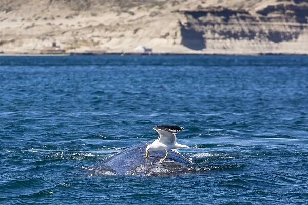 Southern right whale (Eubalaena australis) being fed upon by kelp gull (Larus dominicanus), Golfo Nuevo, Peninsula Valdes, Argentina, South America