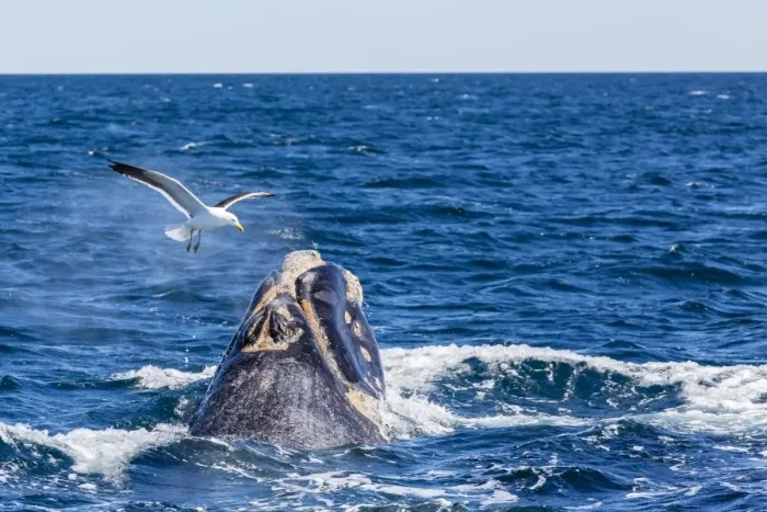 Framed Print : Southern right whale (Eubalaena australis) calf being harassed by kelp gull (Larus dominicanus), Golfo Nuevo, Peninsula Valdes, Argentina, South America Framed Print : Southern right whale (Eubalaena australis) calf being harassed by kelp gull (Larus dominicanus), Golfo Nuevo, Peninsula Valdes, Argentina, South America